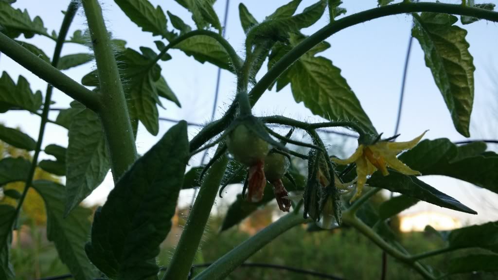  photo 1399461658_zpse2666094.jpg